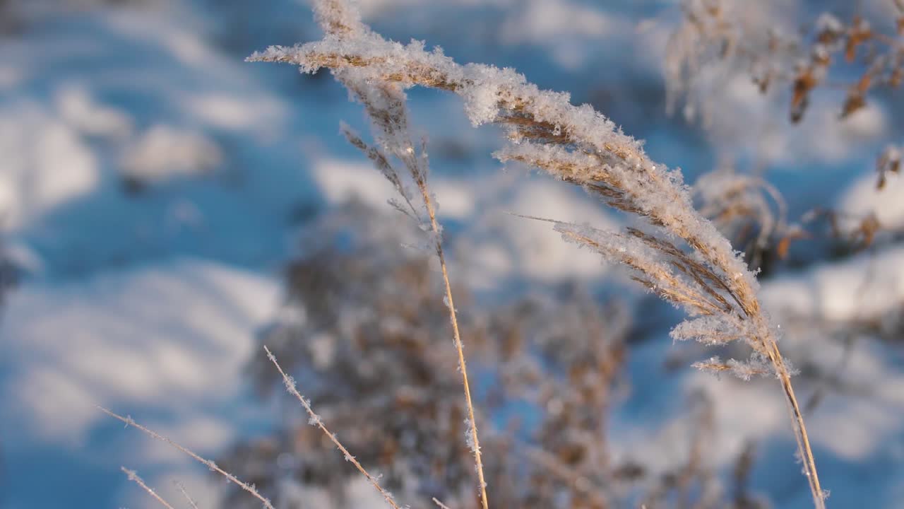 la nieve ha caído sobre la hierba seca