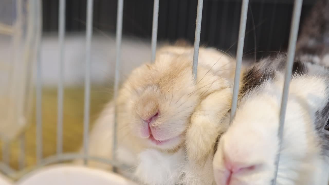 A rabbit enjoys gentle petting through cage bars, creating a calm and soothing atmosphere