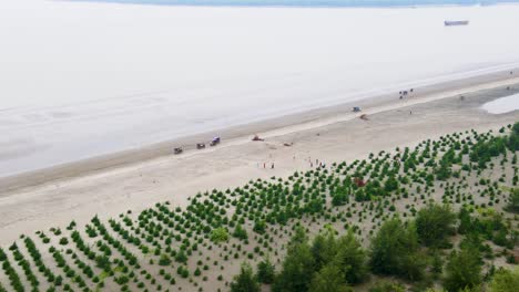 Wiederaufforstung-Mit-Jahu-Bäumen,-Kuakata-Strand-Nach-Stürmischen-Flutwellen,-Luftaufnahme