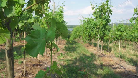 young grapes at the vineyard werderaner wachtelberg in werder , brandenburg