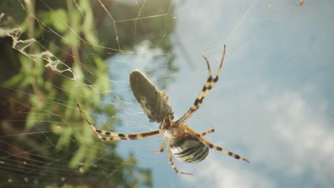 spider on web with prey