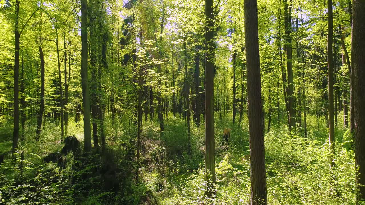 Volare tra gli alberi nella foresta primaverile