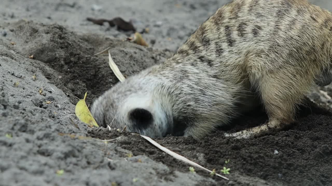 Close-Up of Meerkat Digging in Sand in Natural Environment