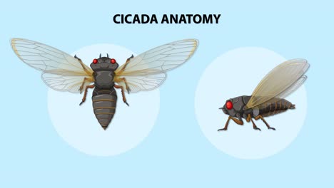 illustration of cicada body parts and structure