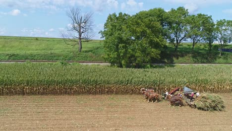 an aerial side view of amish harvesting there corn using six horses and three men as done years ago on a sunny fall day