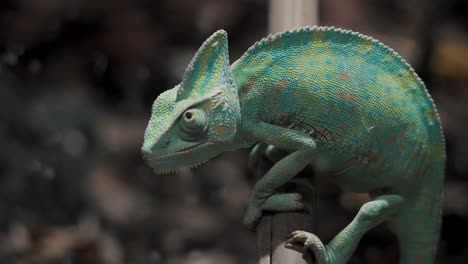 veiled chameleon sitting on the branch of tree