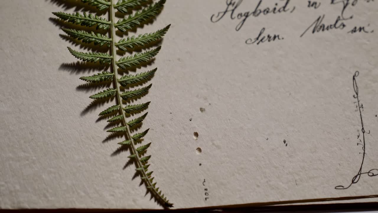 Close-up angle capturing a fern leaf on vintage paper with handwritten text, creating a nostalgic