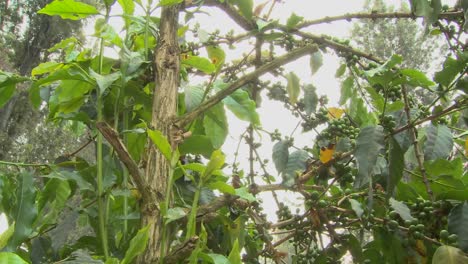 Low-angle-pan-across-coffee-berries-growing-in-a-tropical-location