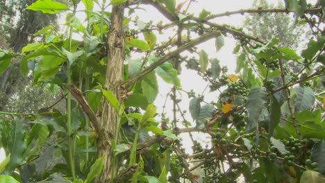 bandeja de ángulo bajo a través de bayas de café que crecen en una ubicación tropical