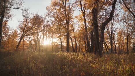 Hermoso-Parque-De-Otoño-Al-Atardecer-Con-Hojas-Cayendo-Del-árbol