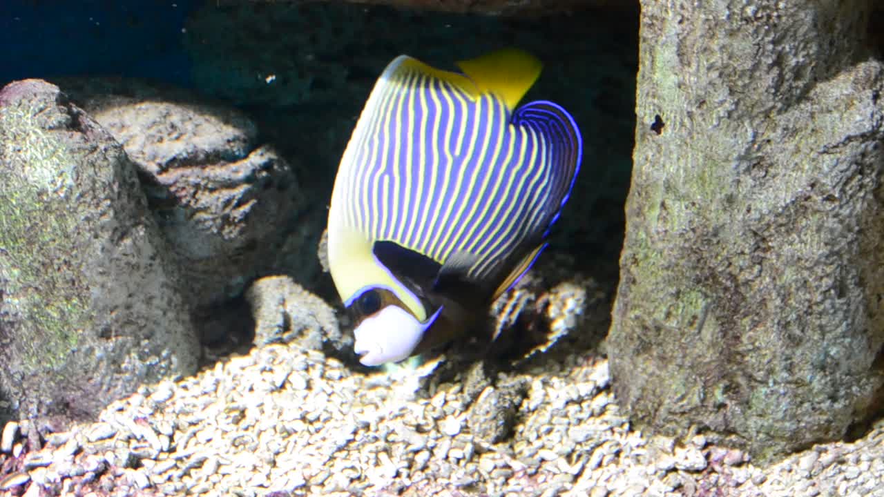 Akvarium med fisk