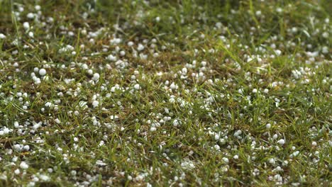 granos de granizo cayendo a la hierba de cerca