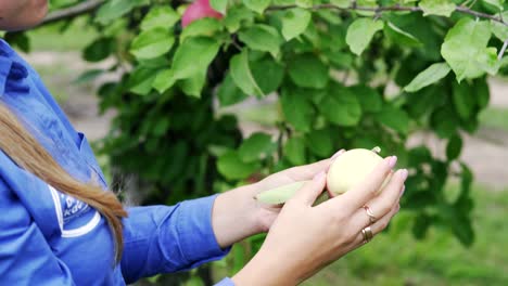 female hands collect red apples from a branch of an apple tree