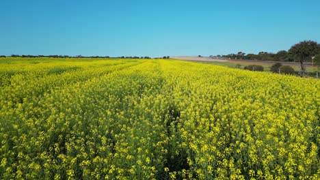 canola plants bright yellow flowers in agricultural field for vegetable oil production