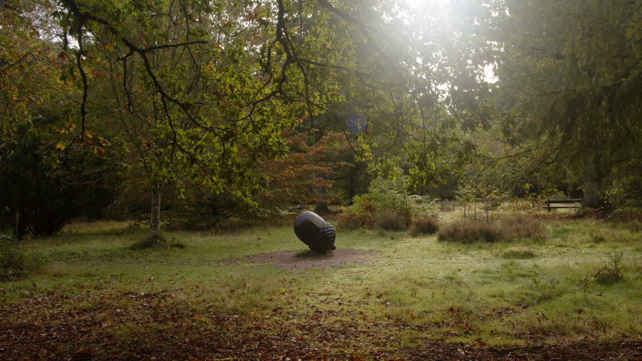 Wide shot of trees at Blackwater Arboretum with wooden sculpture of an English oak’s acorn