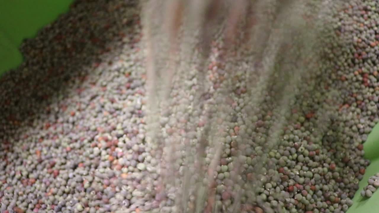 토양 건강에 관심이 있는 농부들에게 씨앗을 판매하고 수출하는 중소기업이 판매하는 덮개 작물로 사용되는 가시가 없는 오크라 씨앗