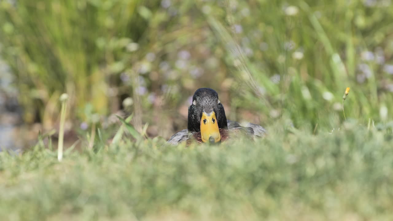 el pato mallard macho durmiendo en la hierba un soleado día de primavera en francia