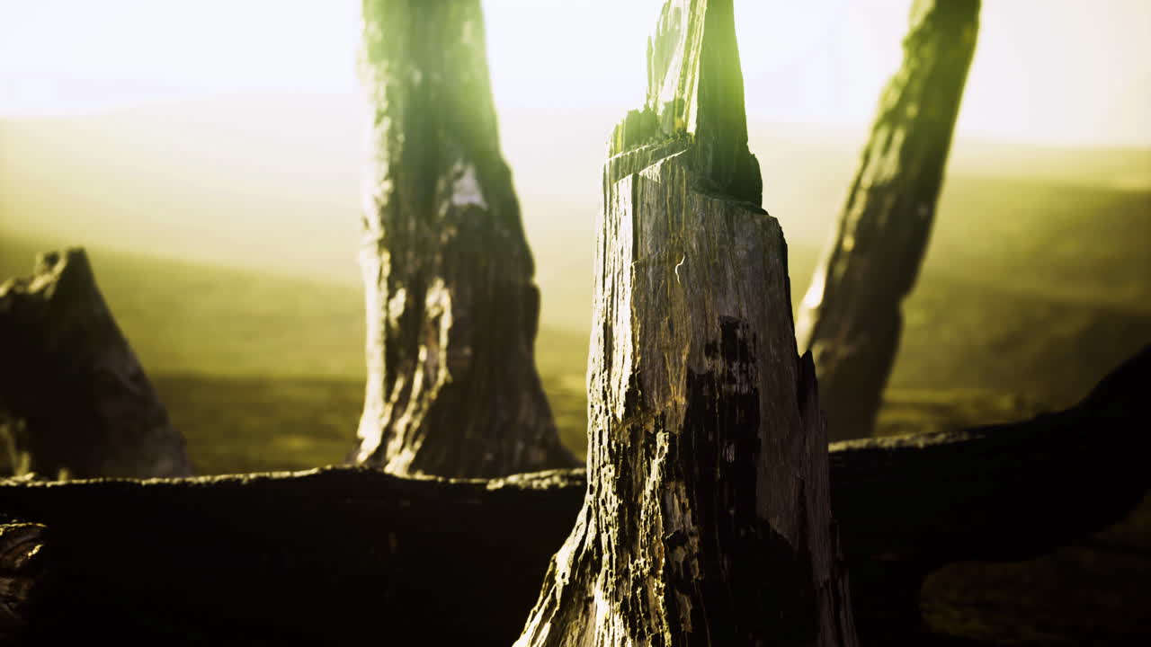 Dried tree stump illuminated by sunlight in a serene landscape at dawn
