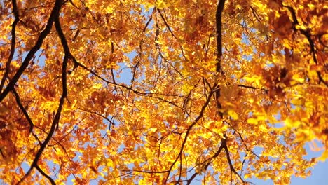 Vista-De-Abajo-Hacia-Arriba-De-Hojas-De-Roble-De-Otoño