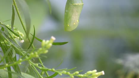 Monarch-caterpillar-chrysalis,-green,-camera-tilt-up,-stopping-with-chrysalis-centered