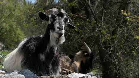 Goats-with-long-horns-chewing-on-stone-wall-in-countryside