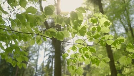 las hojas verdes de los árboles susurran en el viento en un día soleado en el bosque