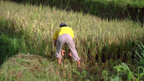 slow motion: traditional male farmer harvesting paddy plant on the rice field using a sickle - shot from behind