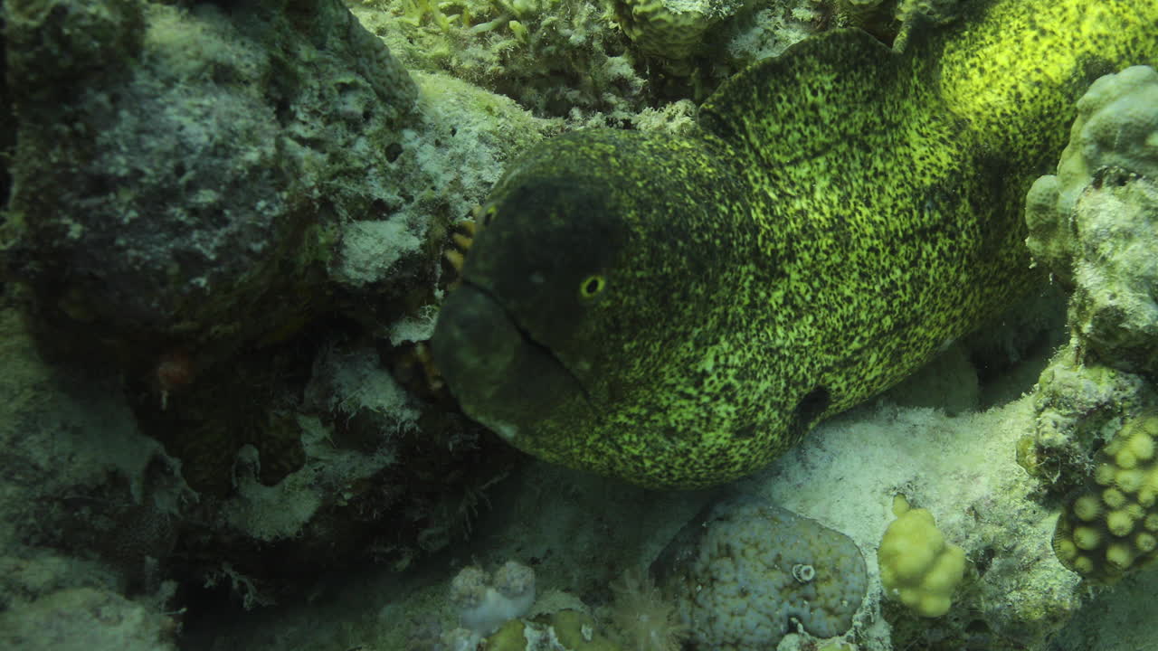 이집트의 은 바다의 산호초 근처에 있는 거대한 모레인 (giant moray eelor muraenidae)