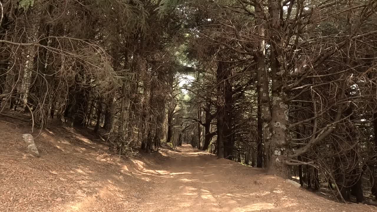 ⁇ 은 날에 아름다운 녹색 숲