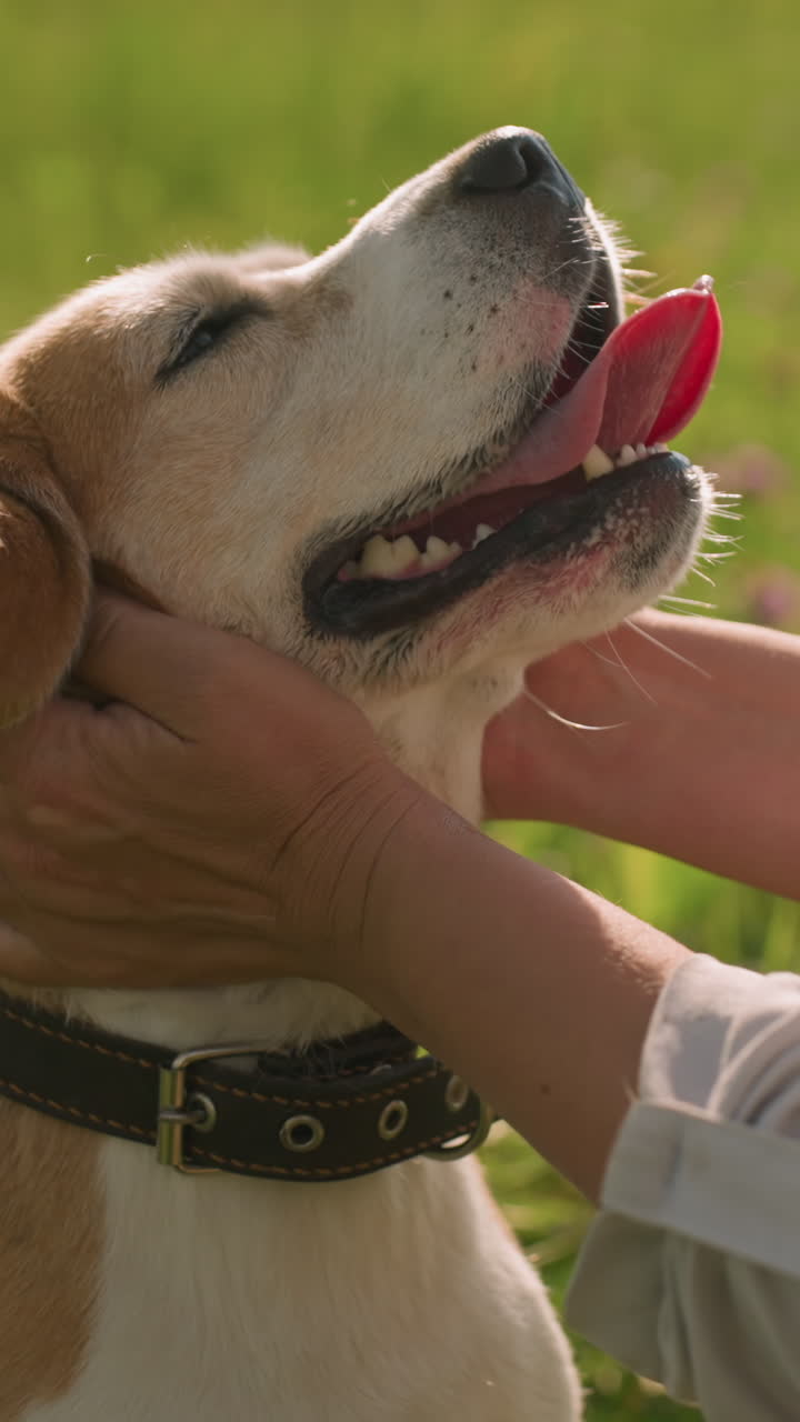 애완동물 애호가들이 개의 머리를 놀이롭게 마사지하는 동안 개는 은 날 풀에서 입을 열고 즐기며, 자연스러운 녹색 환경에서 주인과 애완 동물 사이의 애정적 인 유대를 보여줍니다.