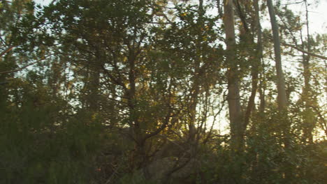 vista panorámica de un bosque al atardecer con el sol a través de los árboles