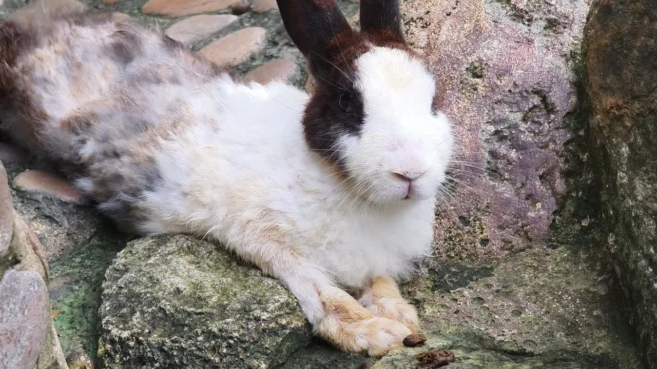 바위 위에 고 있는 토끼