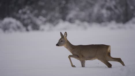 Ciervos-Salvajes-Caminando-En-La-Naturaleza-Capturados-En-Un-Bioma-De-Nieve-En-Cámara-Lenta