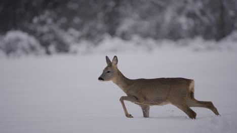 Wilde-Hirsche,-Die-In-Der-Natur-Spazieren-Gehen,-Eingefangen-In-Einem-Schneebiom-In-Zeitlupe