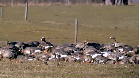 Herde-Von-Gänsen-Und-Weißen-Gänsen,-Die-Gras-Auf-Dem-Feld-Fressen