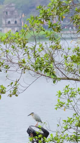 la garza se alza en una rama cerca del lago sereno