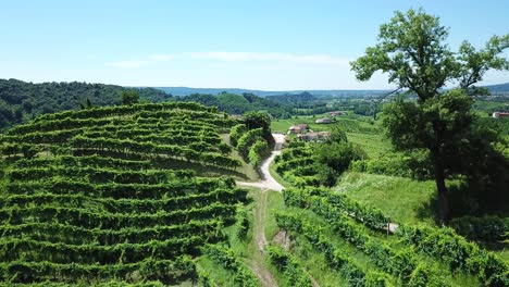 Vineyards-with-rural-houses-in-Italy-during-a-sunny-summer-day