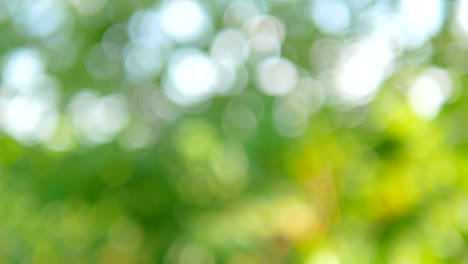 borroso y bokeh del árbol en la naturaleza uso para los fondos.