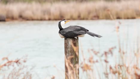 bird perched on post near water