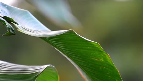 still footage of large leaf of a banana tree swaying slightly in the wind with light traffic passing in the background