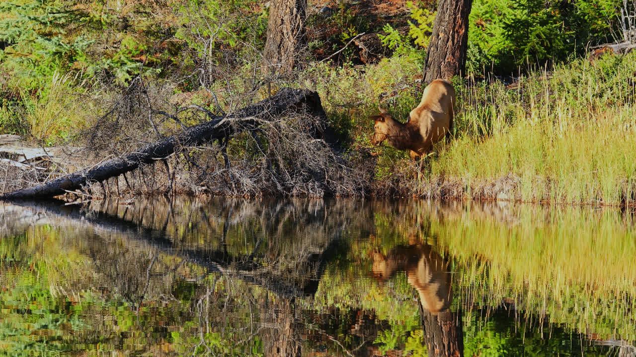 Female cow elk standing on lake shore eating plants, reflection on water surface