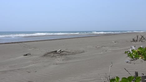 Kemp's-Ridley-Sea-Turtle,-Lepidochelys-kempii,-tortuga-lora,-making-its-nest-and-spawning-on-the-beach-with-the-sea-in-the-background-open-shot