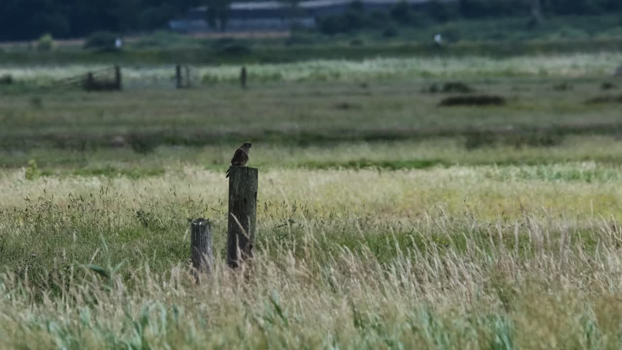 Gheppio Uccello Rapace Appollaiato Norfolk Broads Slow Motion Regno Unito
