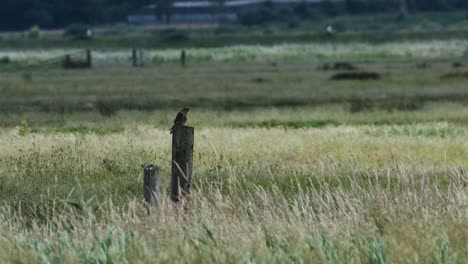 Kestrel-Bird-Of-Prey-Perched-Norfolk-Broads-Slow-Motion-UK