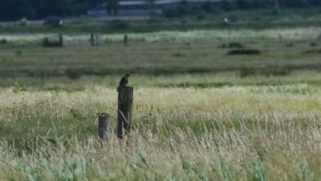 Cernícalo-Ave-De-Rapiña-Posado-Norfolk-Broads-Cámara-Lenta-Uk