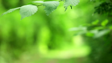 green forest leaves