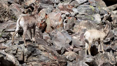 bighorn sheep standing alert and moving with grace from rock to rock