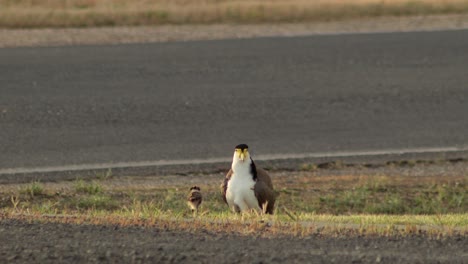 Masked-Lapwing-Plover-Standing-Up-Revealing-Two-Baby-Chicks