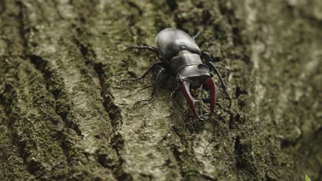 macro detailed view of male stag beetle with impressive mandibles on tree trunk