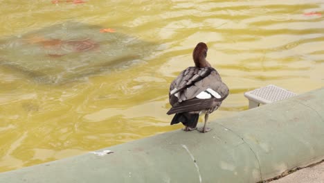 duck walking along pond edge in melbourne